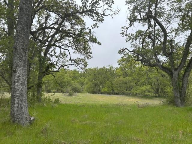 a view of a yard with a tree