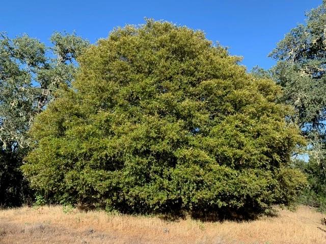 0 Lambert Flats Road Carmel Valley, CA 93924 - Photo 2 of 8 a view of a large yard with lots of bushes