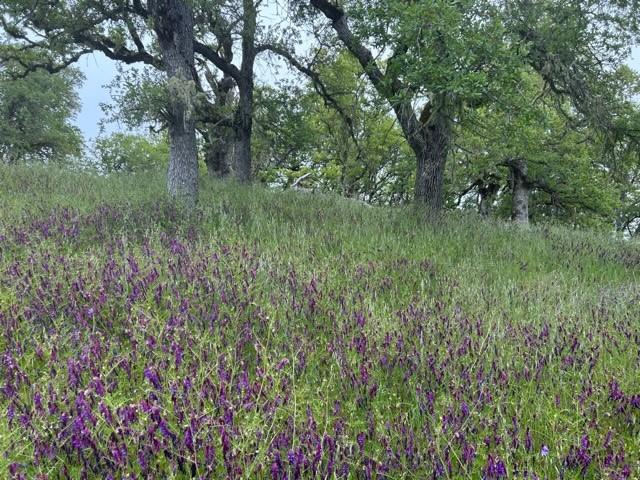 0 Lambert Flats Road Carmel Valley, CA 93924 - Photo 3 of 8 a view of a green field with lots of bushes