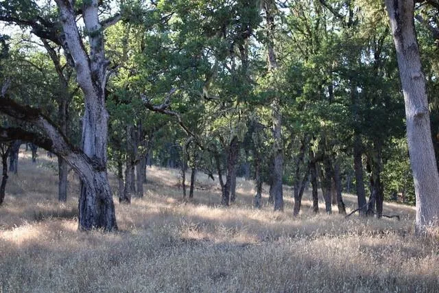 a view of road with trees