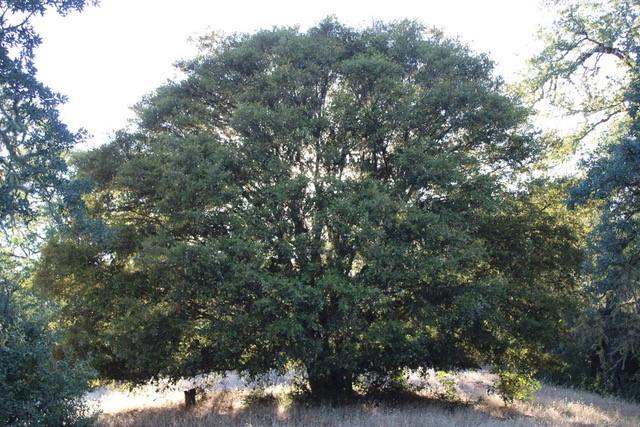 0 Lambert Flats Road Carmel Valley, CA 93924 - Photo 7 of 8 a view of a forest with a tree