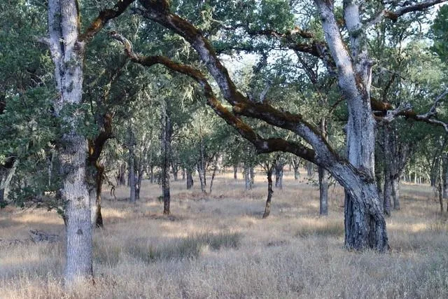 a view of trees in a yard