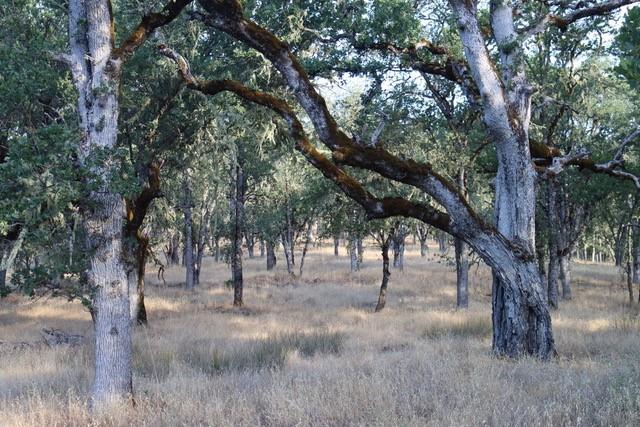 0 Lambert Flats Road Carmel Valley, CA 93924 - Photo 8 of 8 a view of trees in a yard