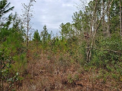 34435 Mitigation Trail Callahan, FL 32011 - Photo 5 of 20 Gallery Image 5