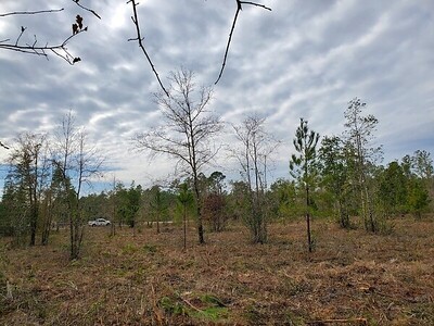 34435 Mitigation Trail Callahan, FL 32011 - Photo 6 of 20 Gallery Image 6