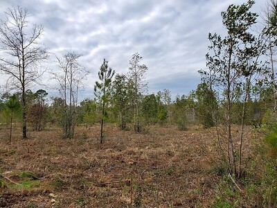 34435 Mitigation Trail Callahan, FL 32011 - Photo 7 of 20 Gallery Image 7