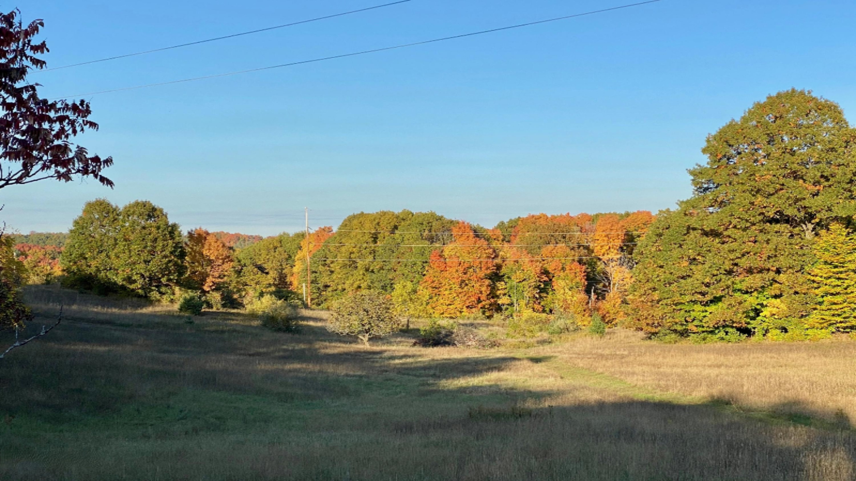 4824 Maidens Road Onekama, MI 49675 - Photo 47 of 56 treelined field