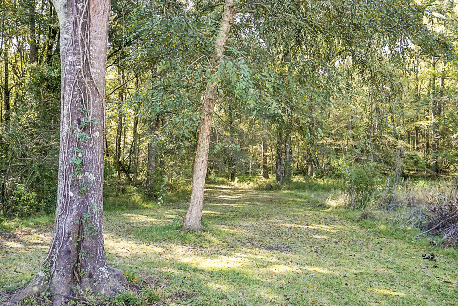 355 Generations Lane Summerville, SC 29486 - Photo 49 of 59 DSC00736