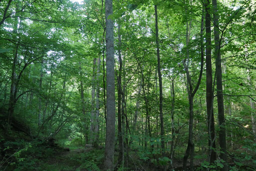 4163 Lick Creek Road Birchleaf, VA 24220 - Photo 55 of 86 Gallery Image 55