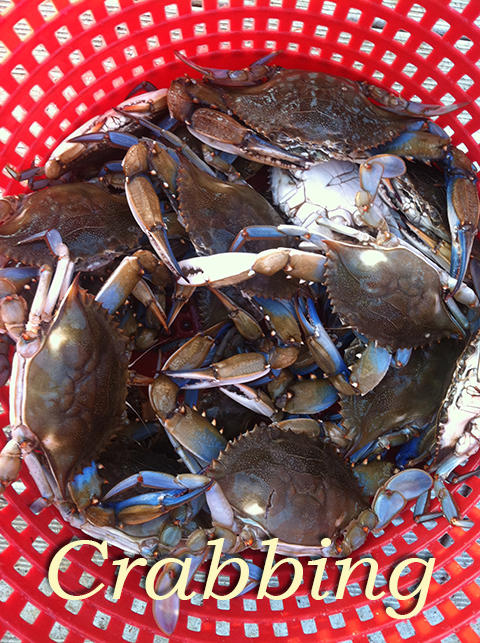 906 Jungle Road Edisto Beach, SC 29438 - Photo 14 of 31 crabbing 2