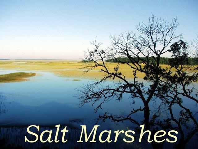 906 Jungle Road Edisto Beach, SC 29438 - Photo 23 of 31 salt marshes