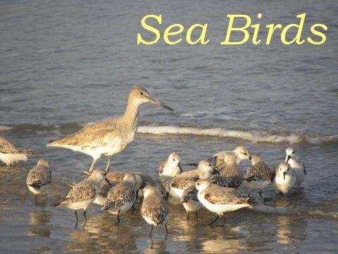 906 Jungle Road Edisto Beach, SC 29438 - Photo 25 of 31 sea birds