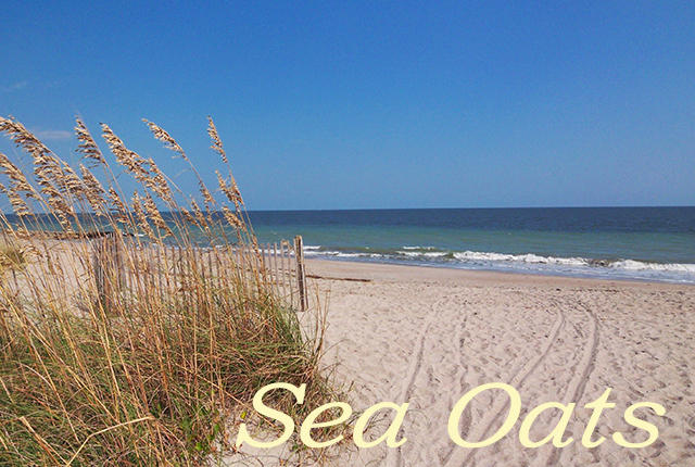 906 Jungle Road Edisto Beach, SC 29438 - Photo 26 of 31 Sea Oats