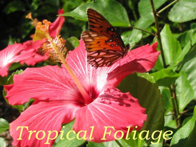 906 Jungle Road Edisto Beach, SC 29438 - Photo 28 of 31 tropical foliage