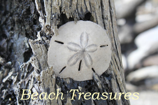 906 Jungle Road Edisto Beach, SC 29438 - Photo 6 of 31 beach_treasures