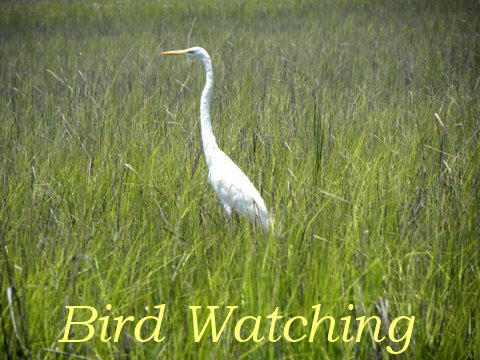906 Jungle Road Edisto Beach, SC 29438 - Photo 10 of 31 bird watching 2 - Copy