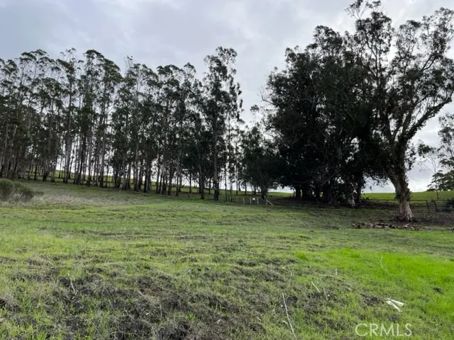 a view of a trees in a park