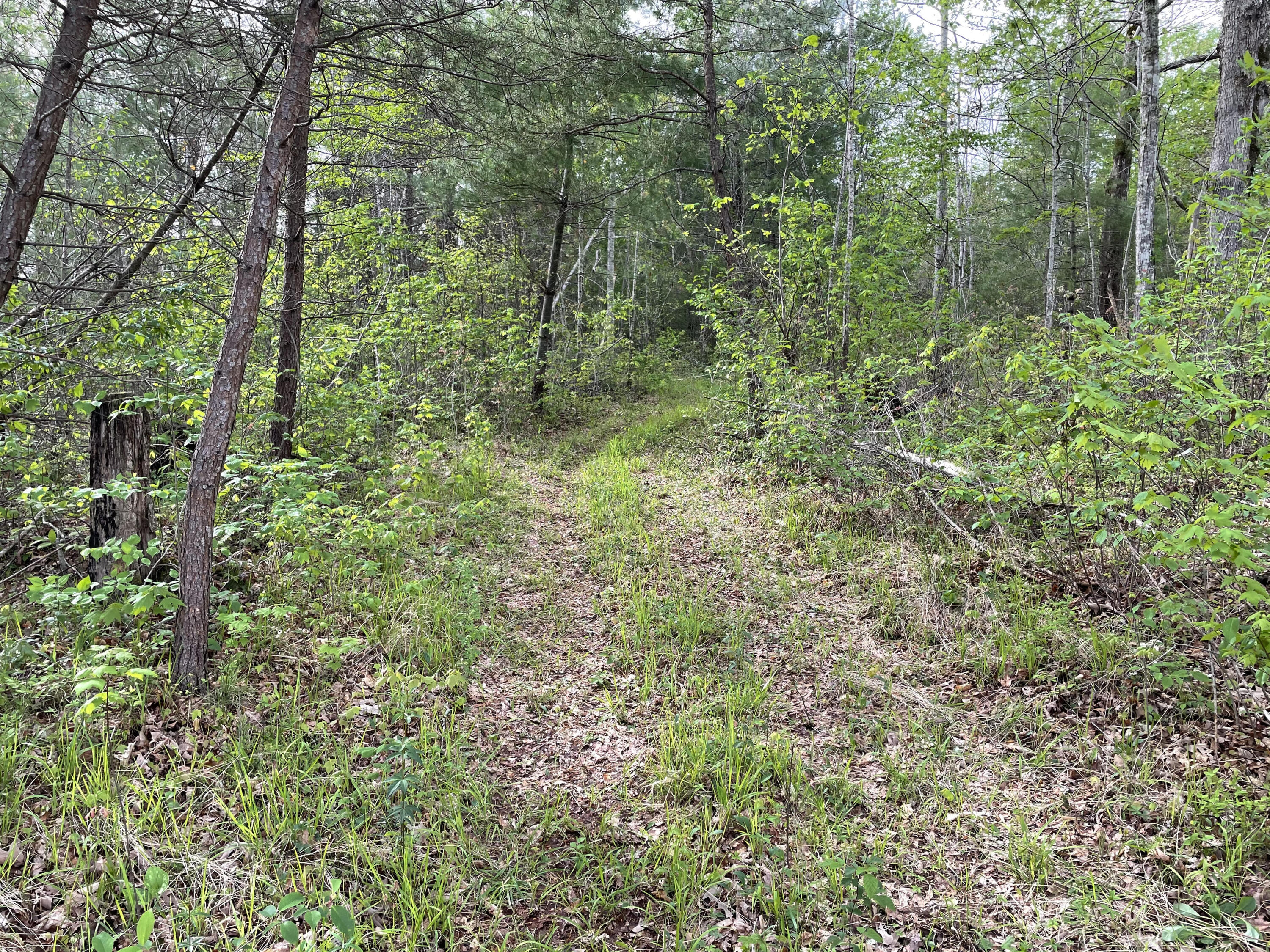 Al Martin Road Robbins, TN 37852 - Photo 1 of 6 property 1