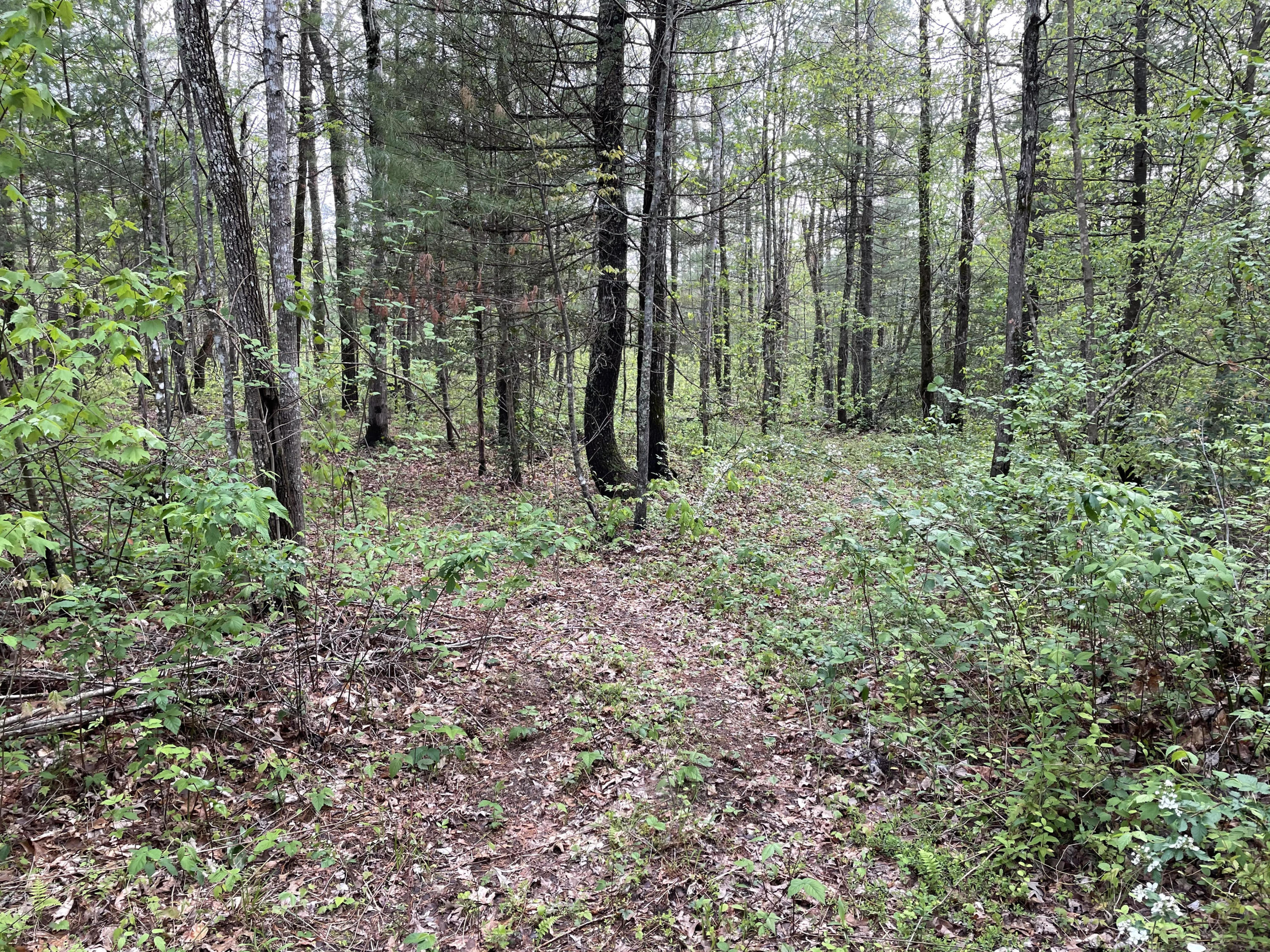 Al Martin Road Robbins, TN 37852 - Photo 2 of 6 property 2
