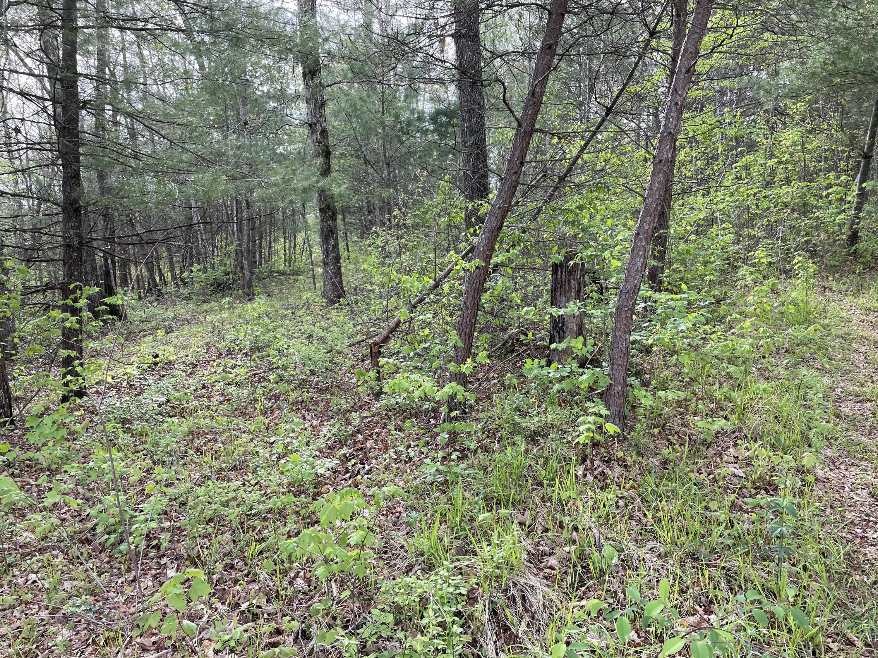 Al Martin Road Robbins, TN 37852 - Photo 3 of 6 property 3