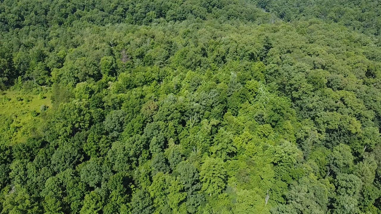 Al Martin Road Robbins, TN 37852 - Photo 4 of 6 MJUX6499