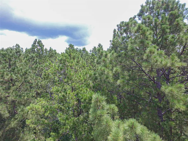 an aerial view of houses covered in trees