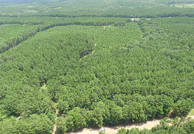 a view of a lush green forest