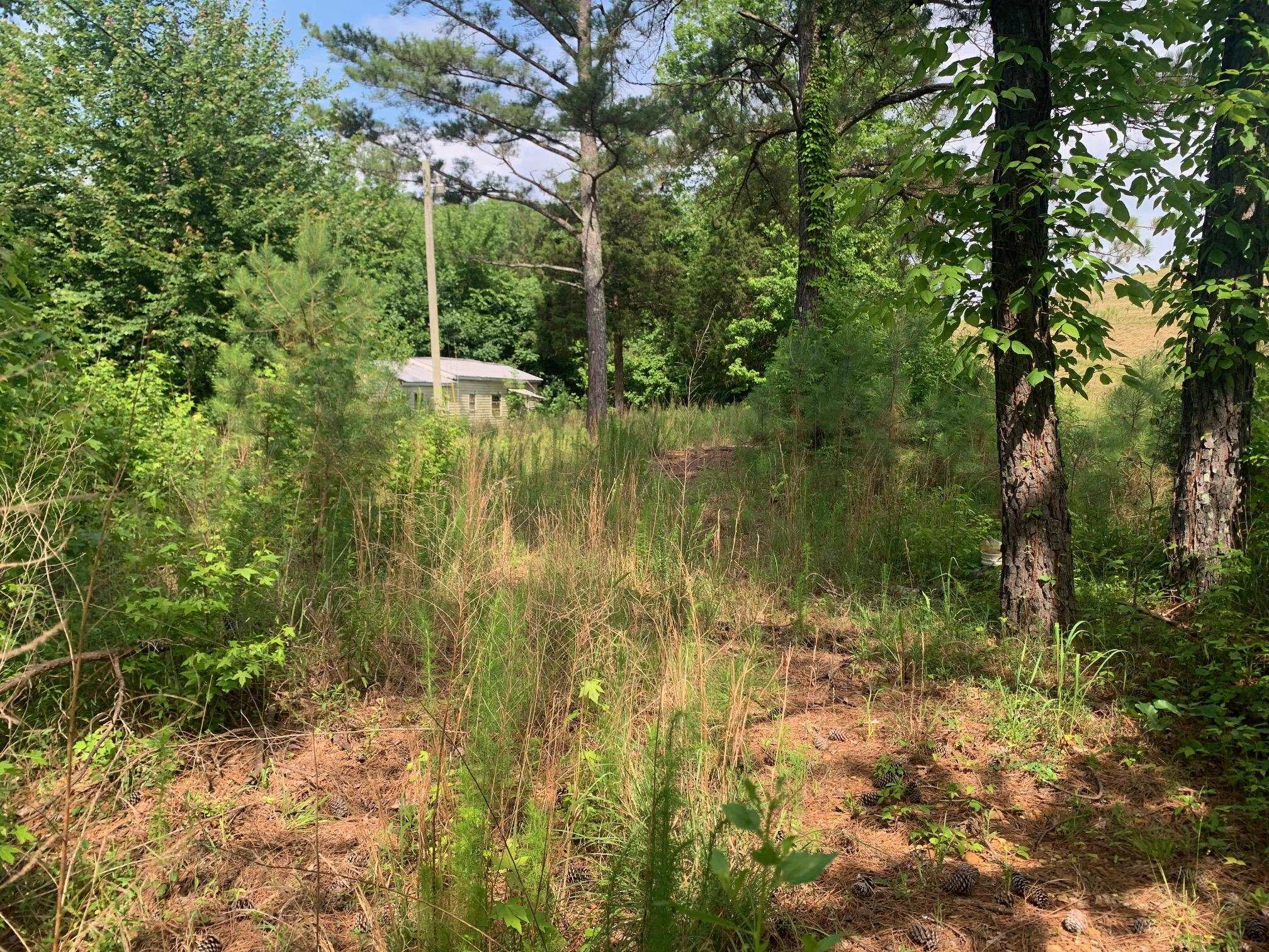 Candy Lane Stantonville, TN 38379 - Photo 13 of 15 a view of a lake with a tree