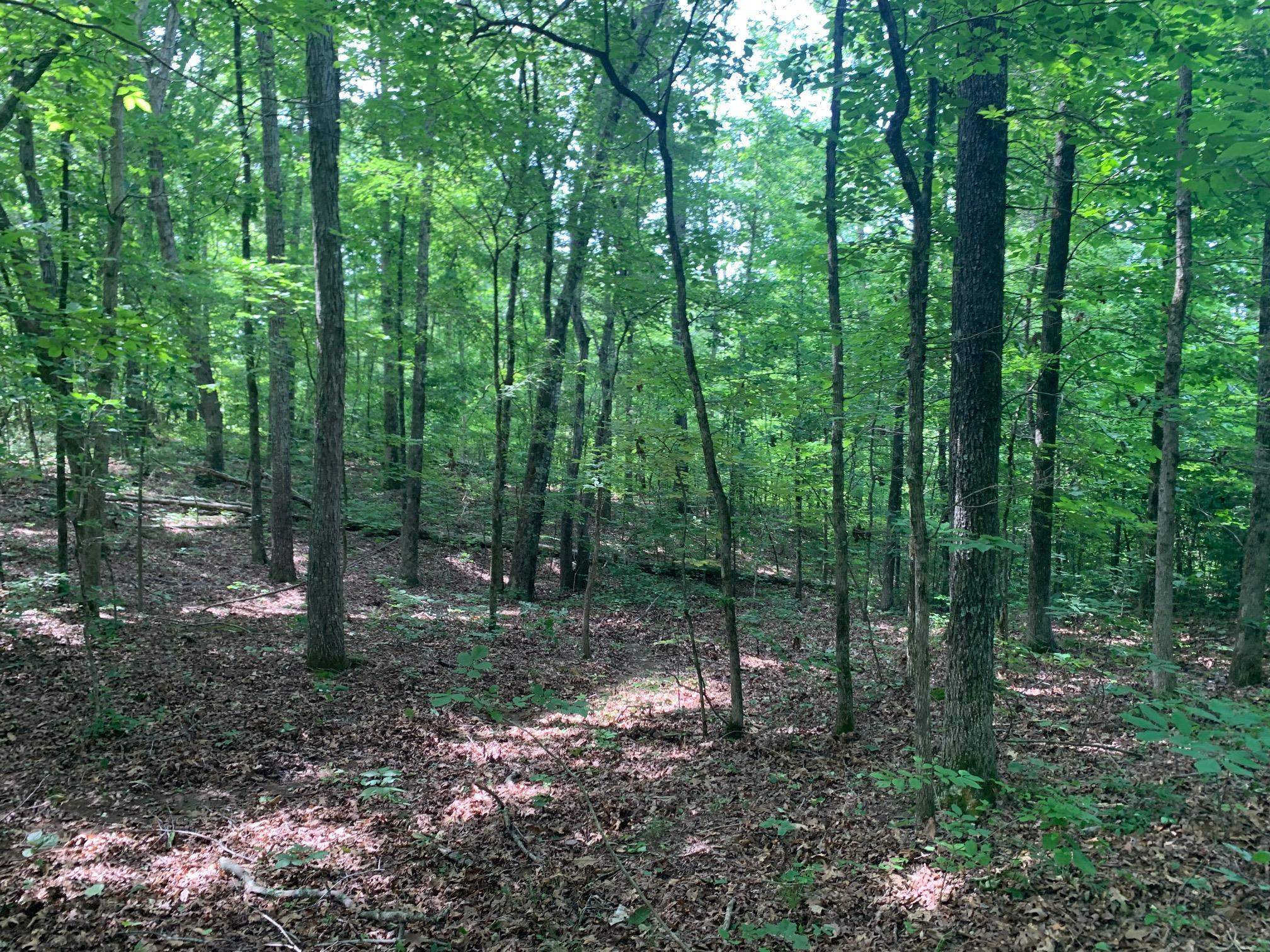 Candy Lane Stantonville, TN 38379 - Photo 2 of 15 a view of outdoor space and green space