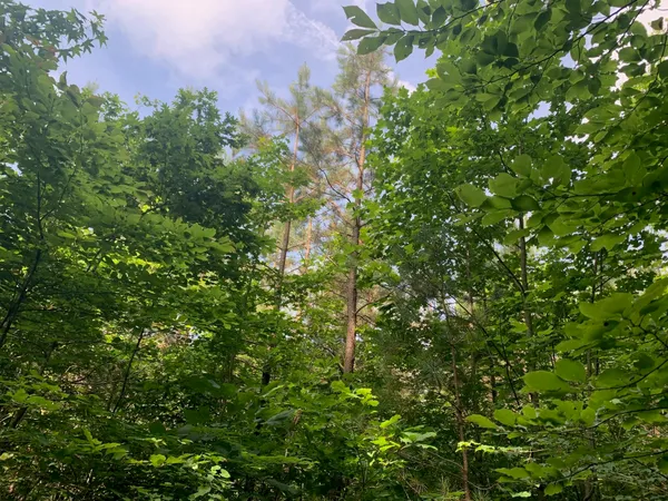 a view of a tree