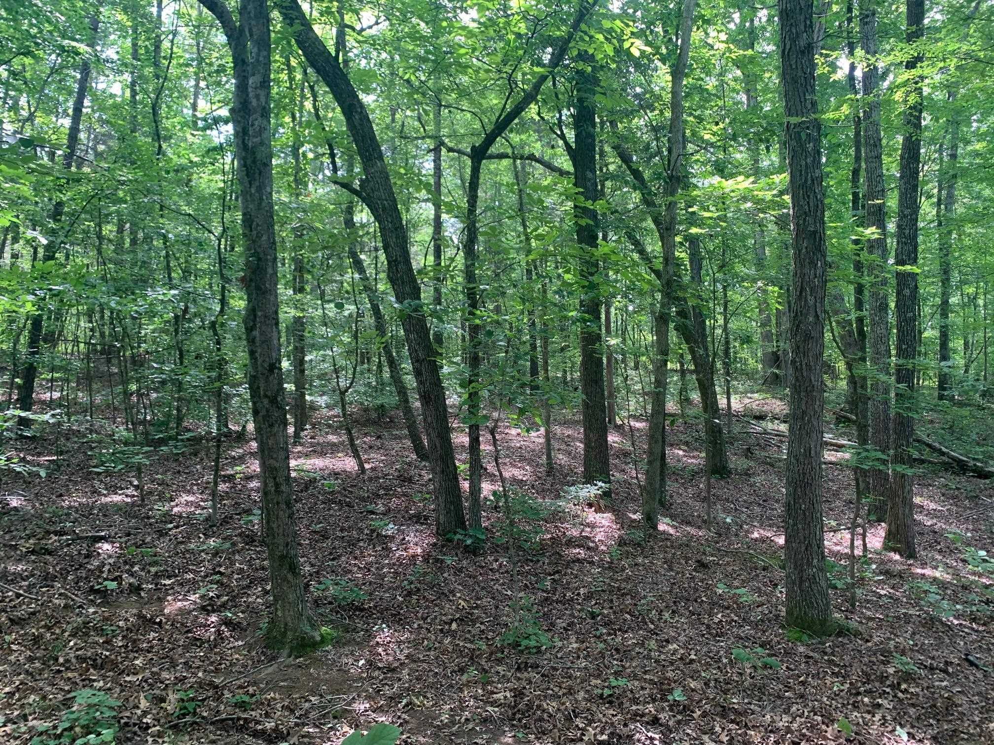 Candy Lane Stantonville, TN 38379 - Photo 4 of 15 a view of a forest that has large trees