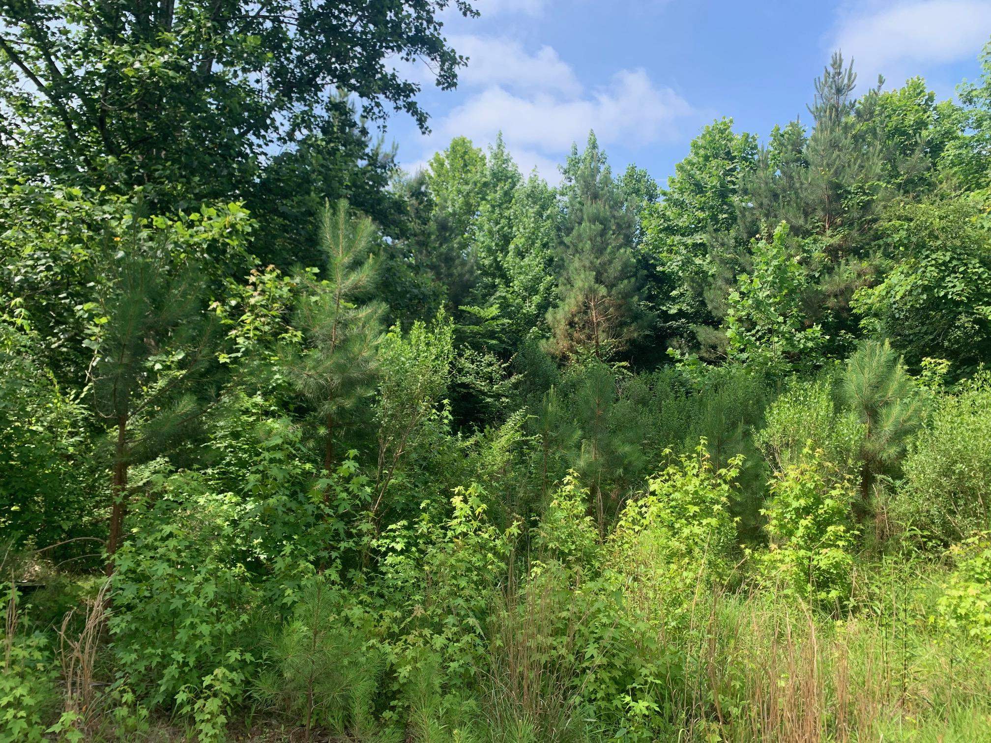 Candy Lane Stantonville, TN 38379 - Photo 5 of 15 a view of a lush green space