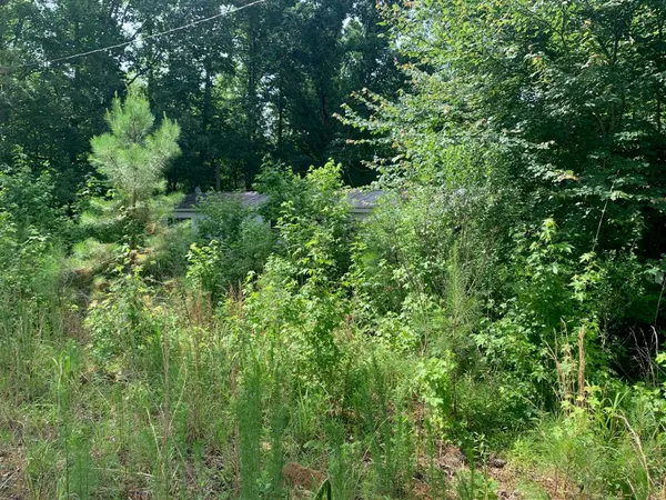 a view of a lush green forest