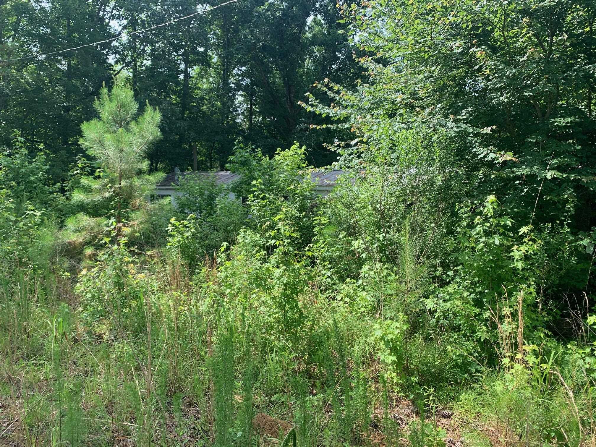 Candy Lane Stantonville, TN 38379 - Photo 6 of 15 a view of a lush green forest