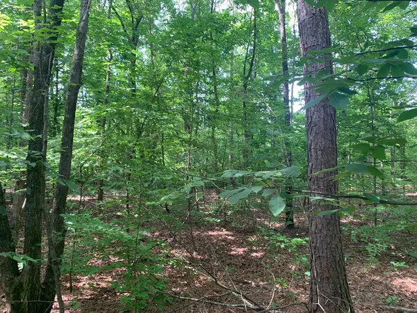 a view of a forest with trees