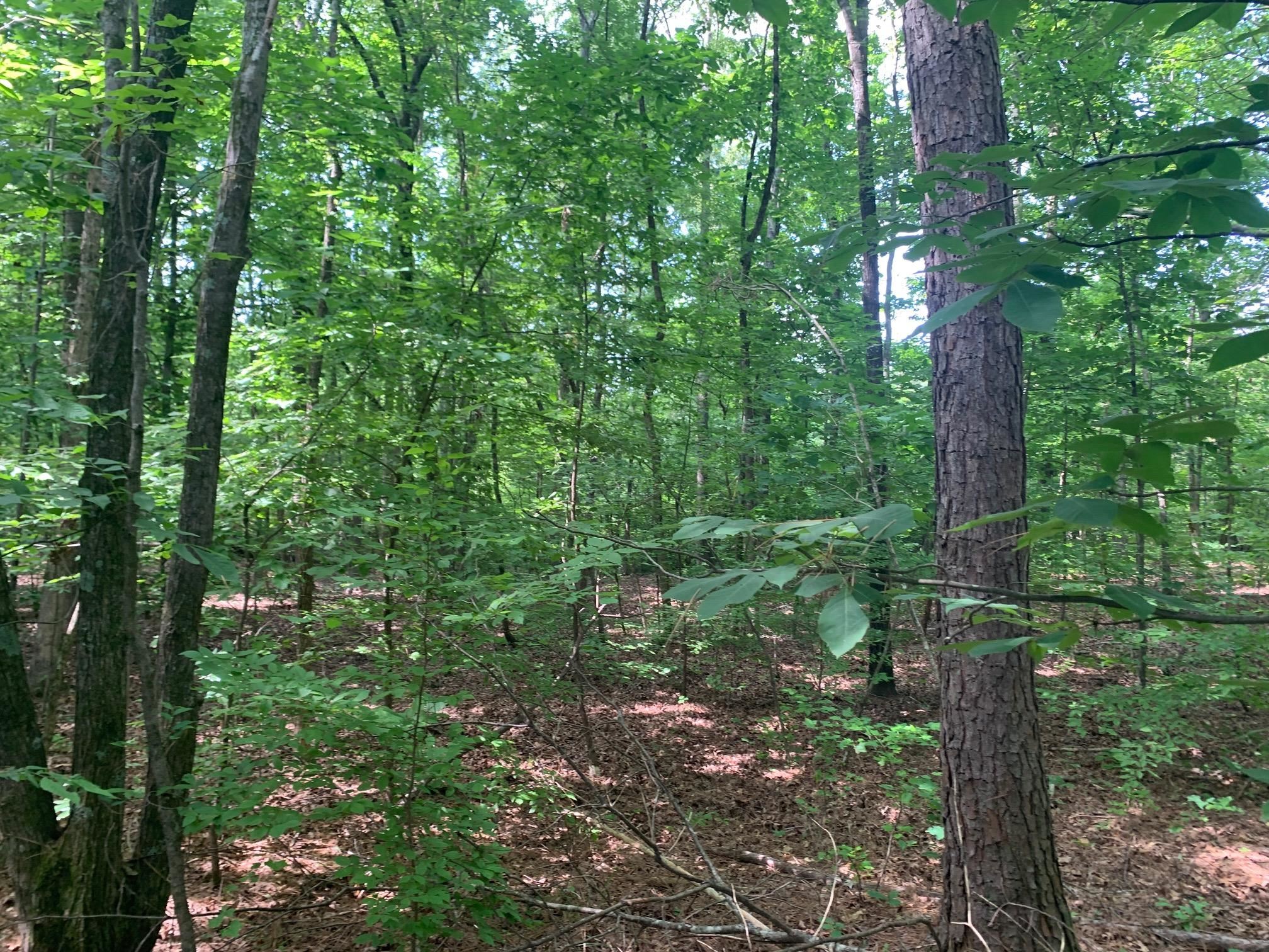 Candy Lane Stantonville, TN 38379 - Photo 7 of 15 a view of a forest with trees