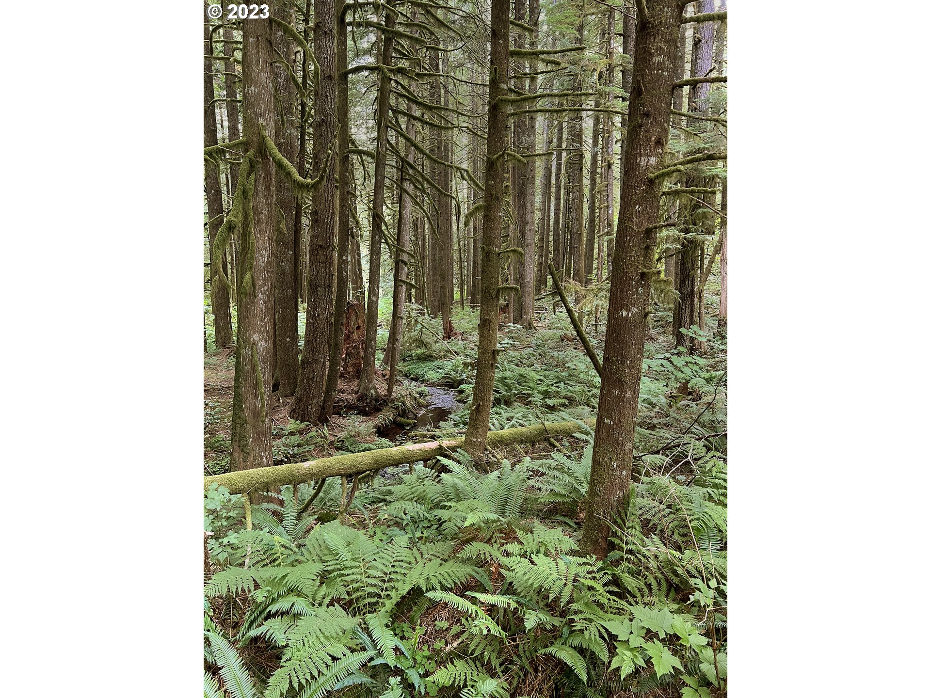22 Southeast Hemlock Road Corbett, OR 97019 - Photo 35 of 36 Gallery Image 35