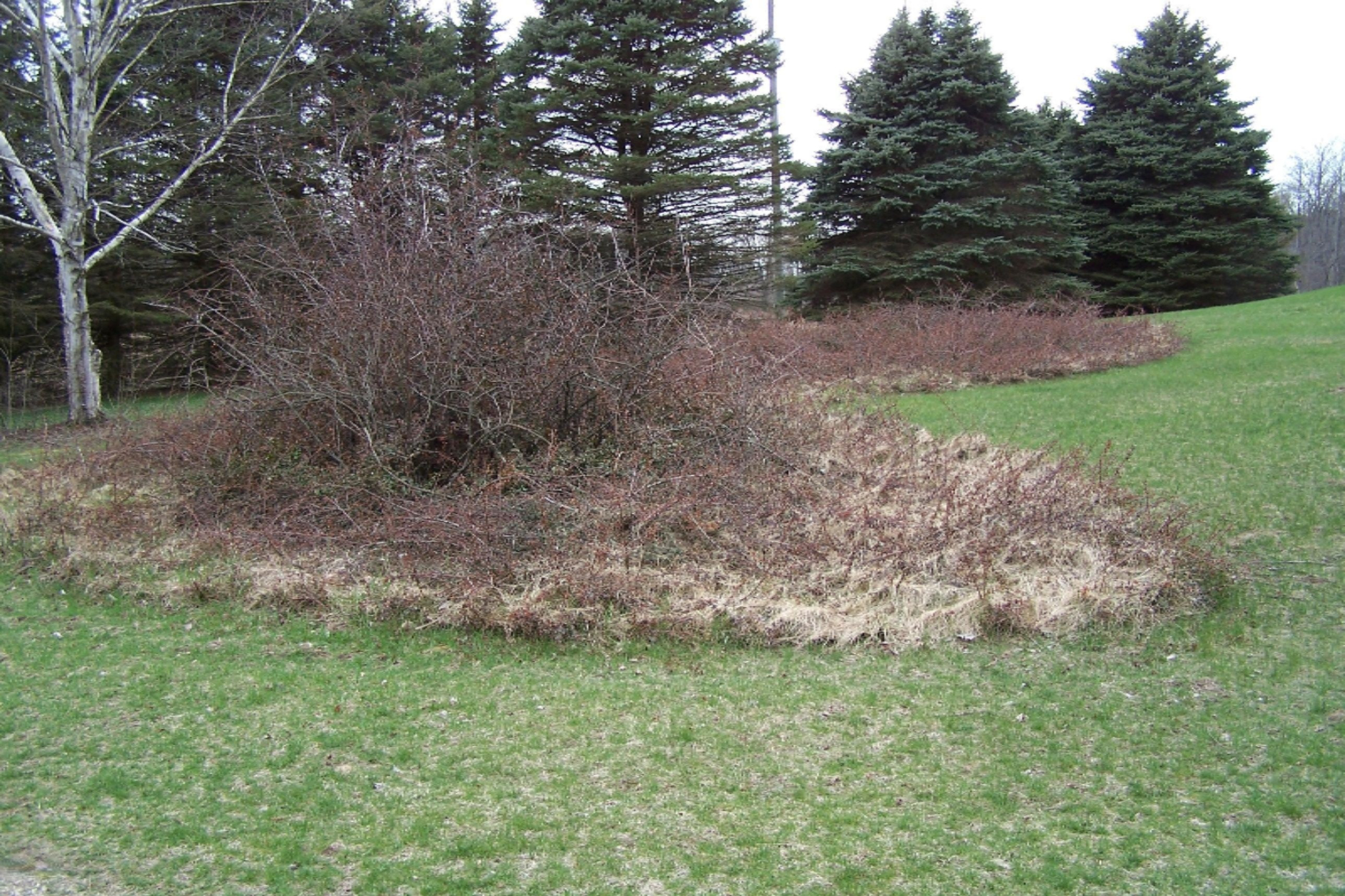 52398 Leach Road Dowagiac, MI 49047 - Photo 9 of 25 100_3607