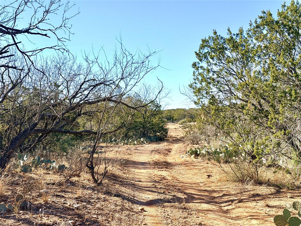 5530 Highway 158 Bronte, TX 76933 - Photo 27 of 40 a view of a yard with plants and trees