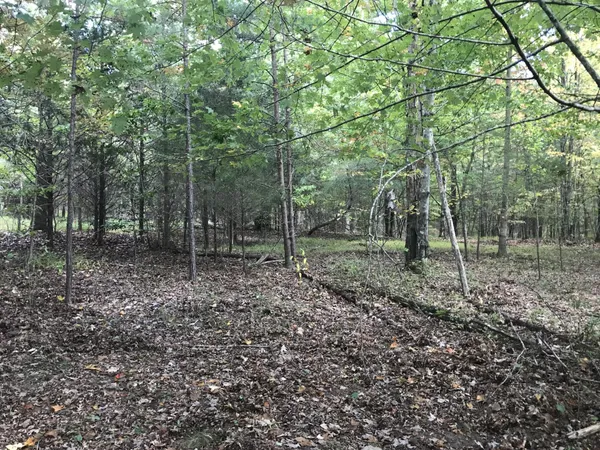 a view of a forest filled with trees