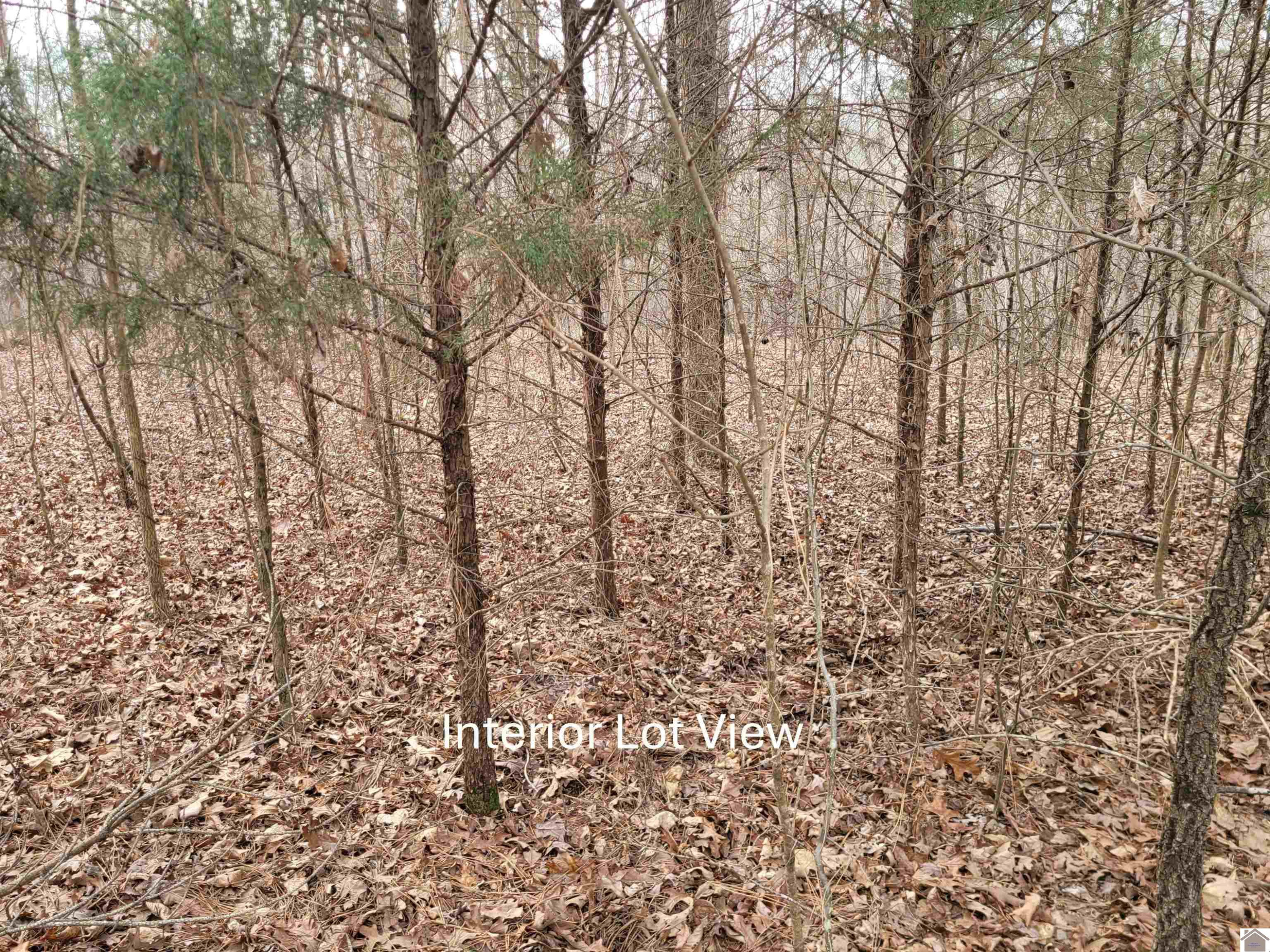 Cross Spann Road, Unit 269 Murray, KY 42071 - Photo 3 of 12 Interior Lot View