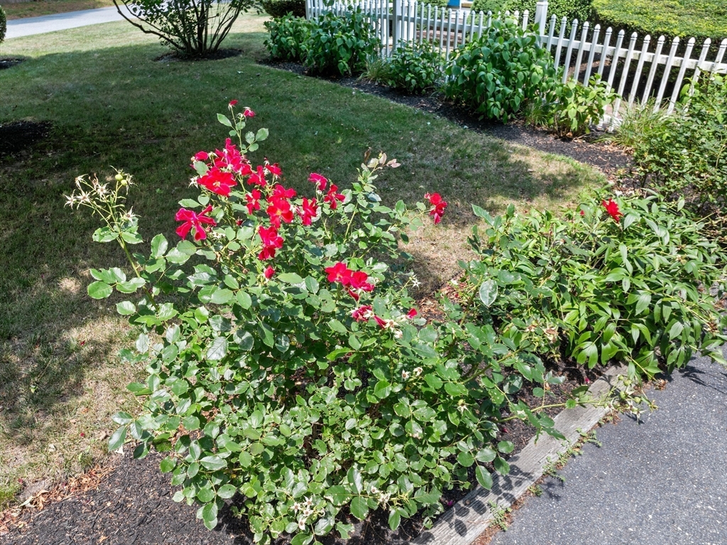 450 Skunknet Road Barnstable, MA 02632 - Photo 37 of 42 a flower garden in a backyard of a house