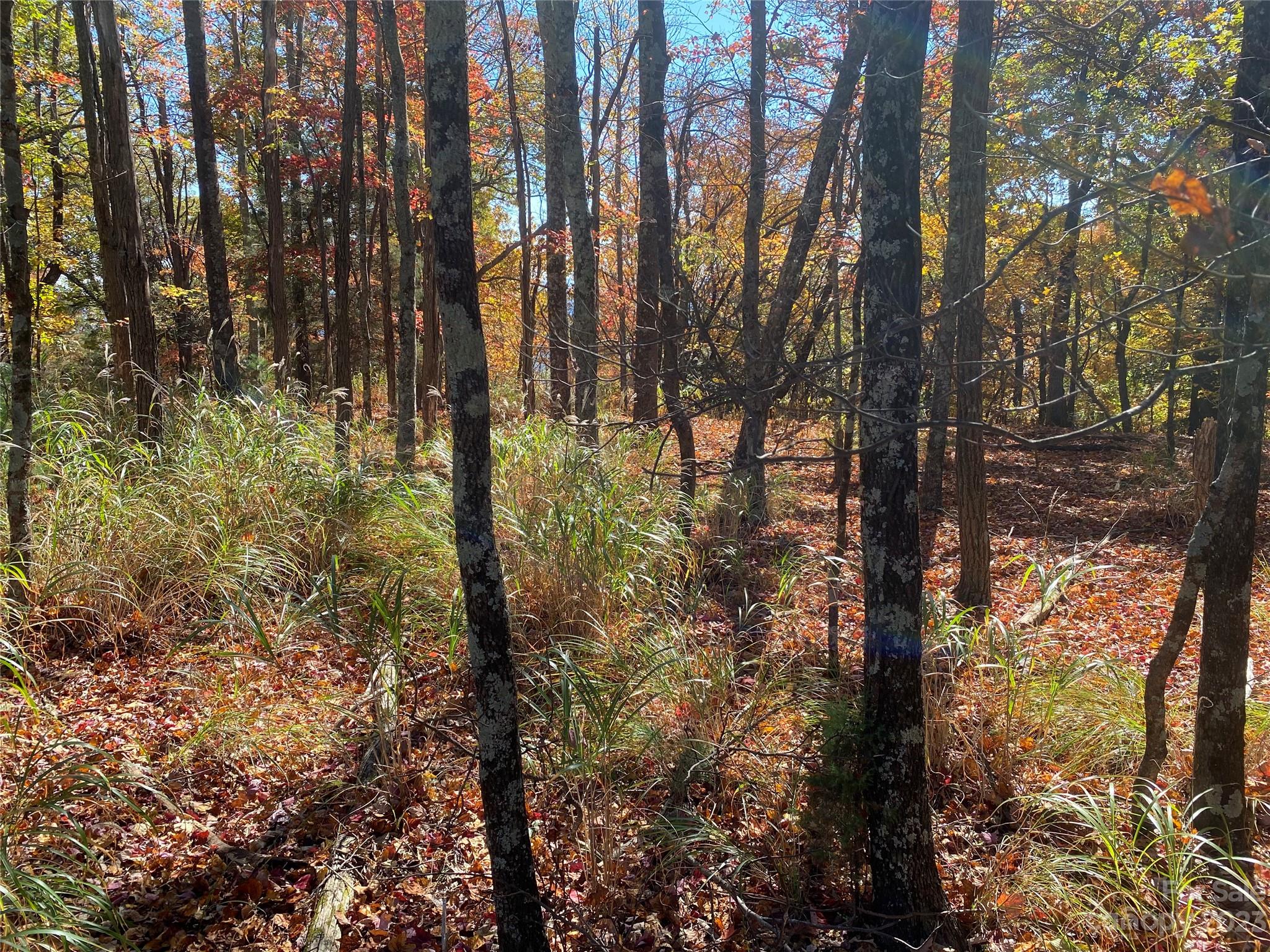 0 Grandview Circle Traphill, NC 28685 - Photo 4 of 7 a view of forest