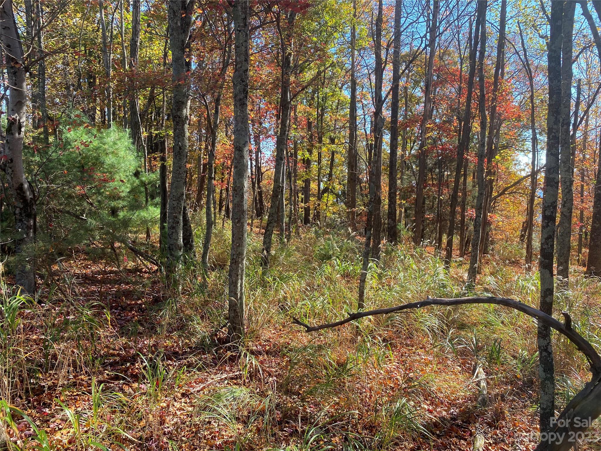 0 Grandview Circle Traphill, NC 28685 - Photo 7 of 7 a view of a yard with large trees