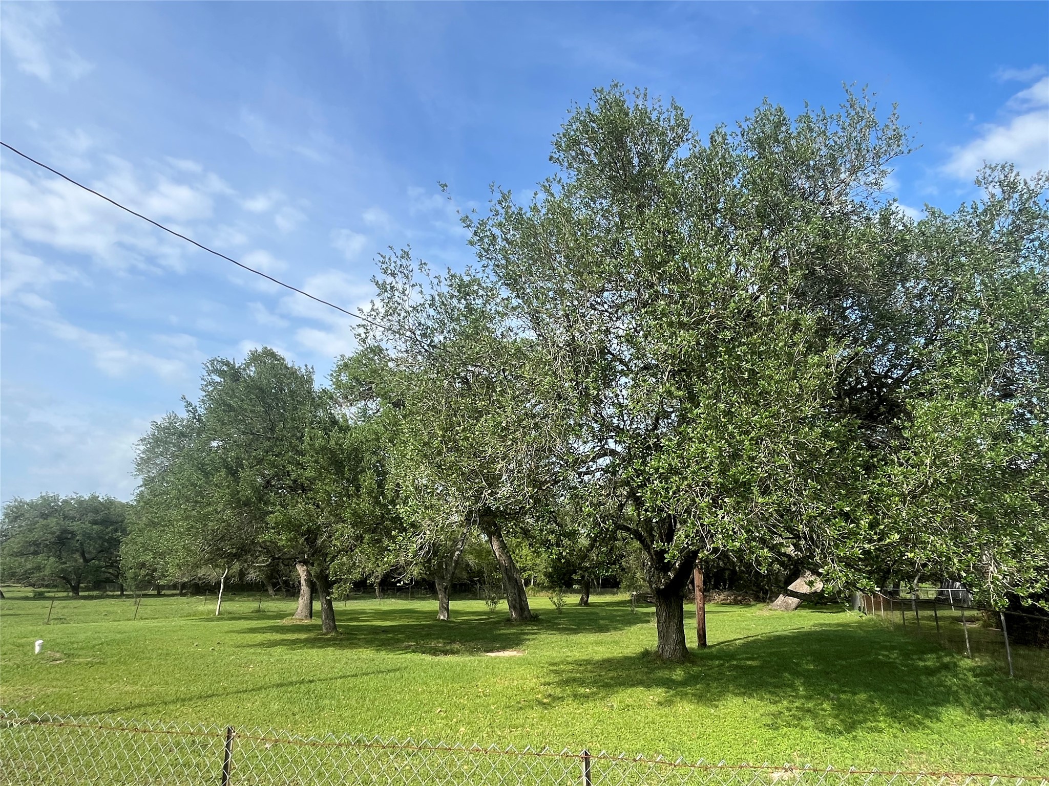 1475 Cr 16 Road Garwood, TX 77442 - Photo 8 of 43 a big yard with large trees