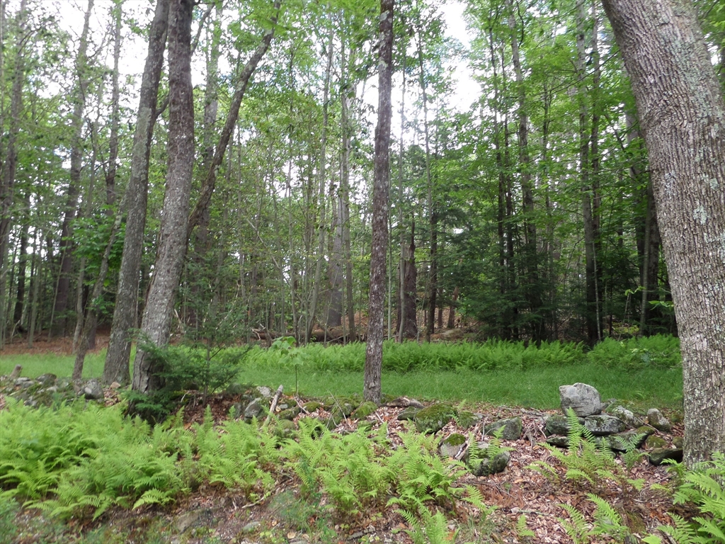 a view of a lush green forest