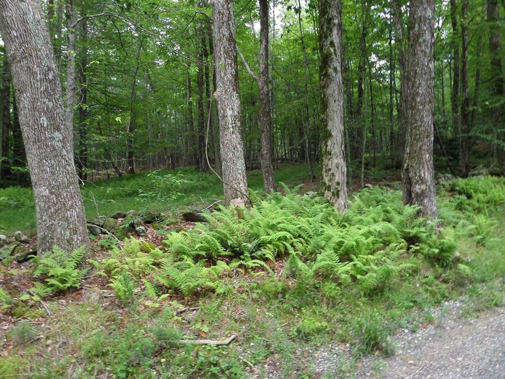 0 Pynchon Road Chesterfield, MA 01012 - Photo 2 of 5 a view of a lush green forest