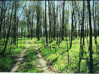 9 Elbow Lake Road Jones, MI 49061 - Photo 1 of 1 Primary Photo