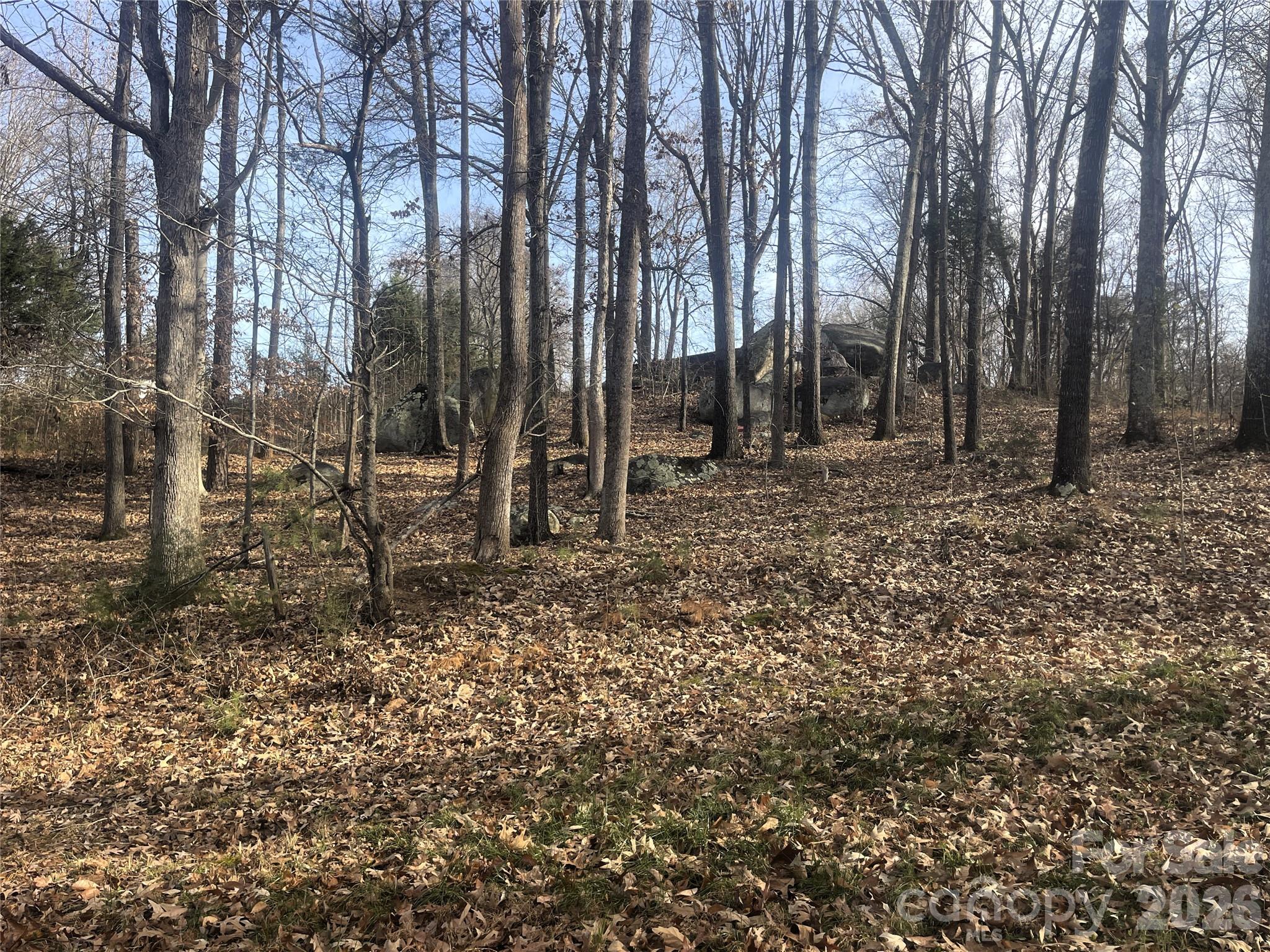 11443 Mooresville Road Davidson, NC 28036 - Photo 18 of 47 a view of a forest with trees in the background