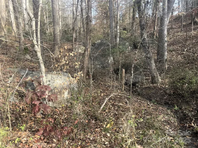 a view of a forest with trees in the background